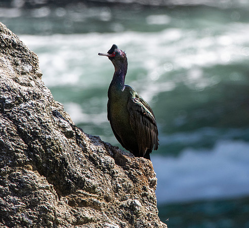 Pelagic cormorant