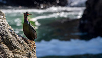 Pelagic cormorant