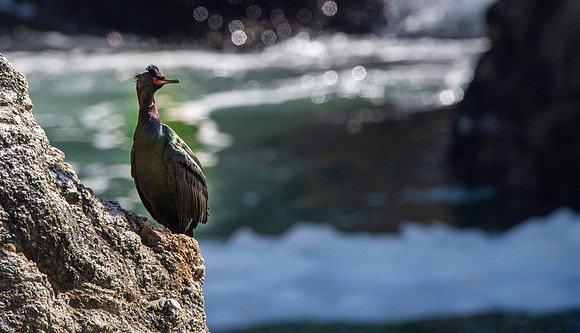 Pelagic cormorant