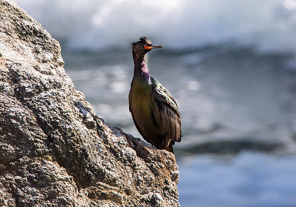 Pelagic cormorant