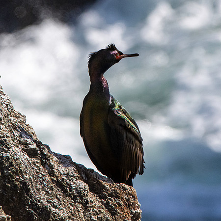 Pelagic cormorant
