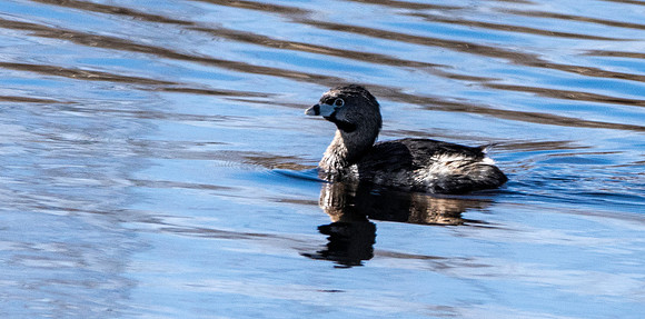 Pied billed grebe