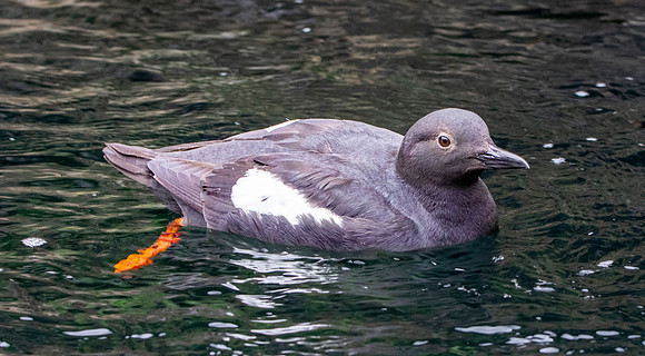 Pigeon guillemot