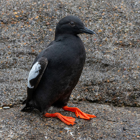 Pigeon guillemot