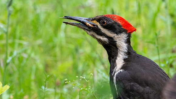 Pileated woodpecker