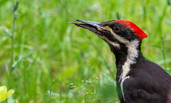 Pileated woodpecker
