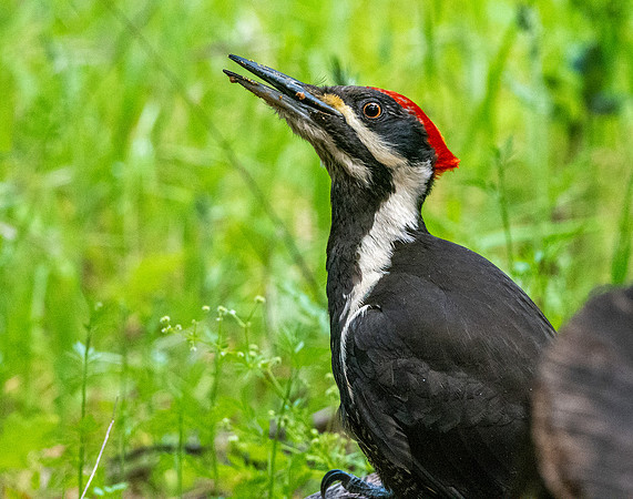 Pileated woodpecker