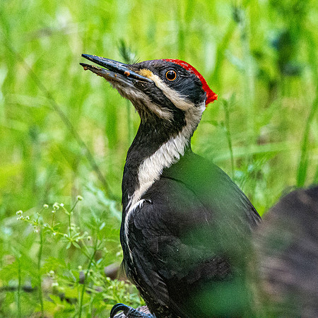 Pileated woodpecker