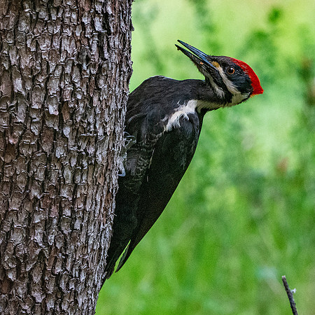 Pileated woodpecker