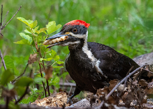 Pileated woodpecker