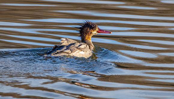 Red breasted merganser