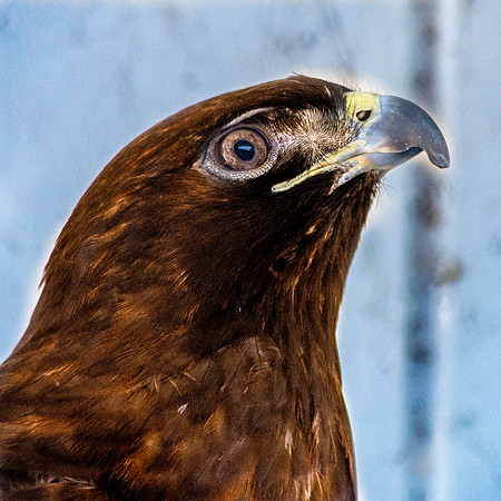 Red tailed hawk