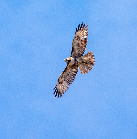 Red tailed hawk