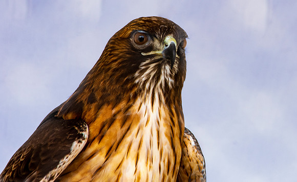 Red tailed hawk