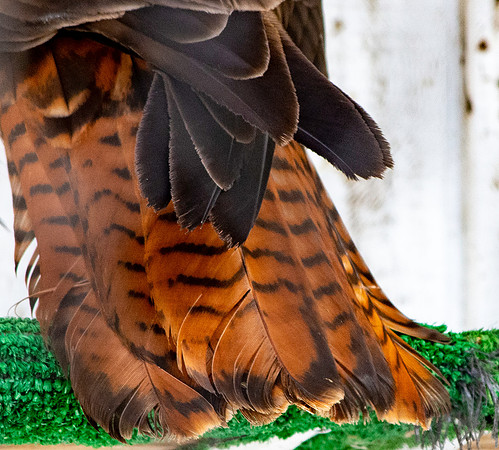 Red tailed hawk