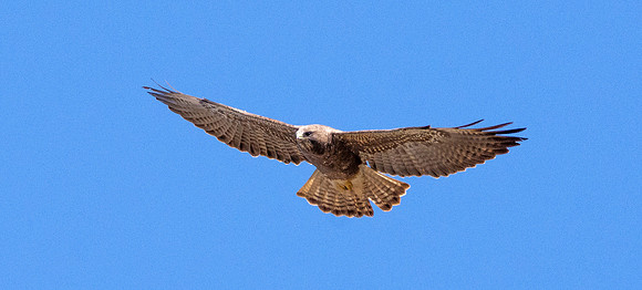 Red tailed hawk