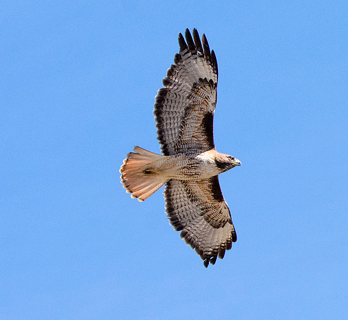 Red tailed hawk