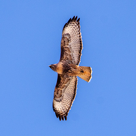 Red tailed hawk