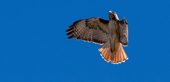 Red tailed hawk