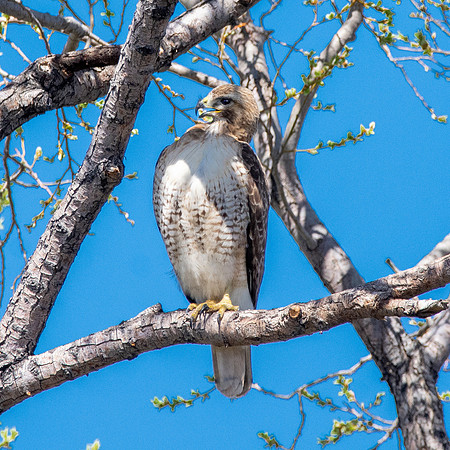 Red tailed hawk