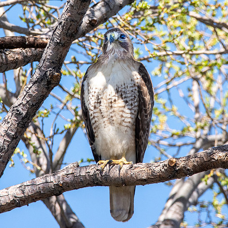 Red tailed hawk