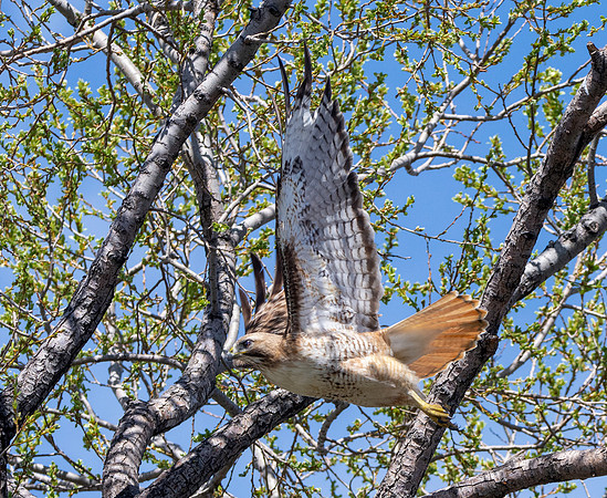 Red tailed hawk