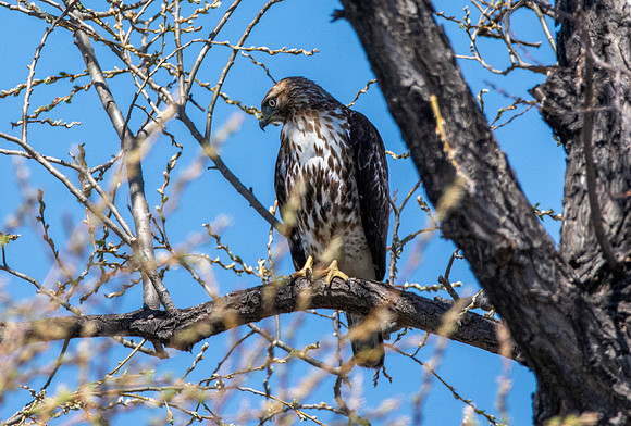 Red tailed hawk