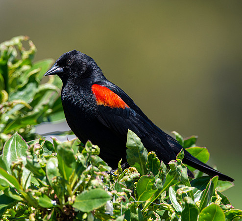 Red winged blackbird