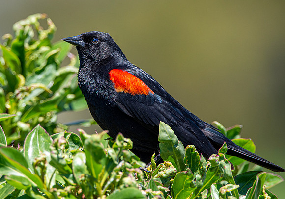 Red winged blackbird