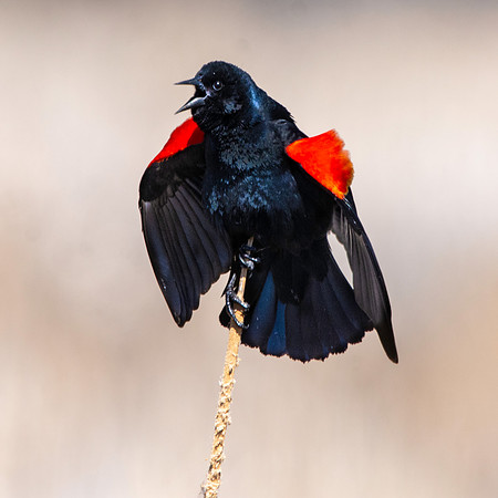 Red winged blackbird