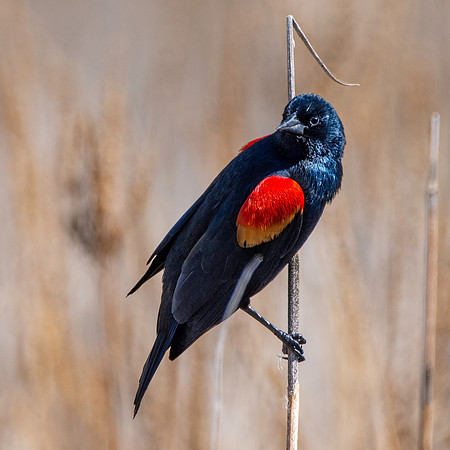 Red winged blackbird