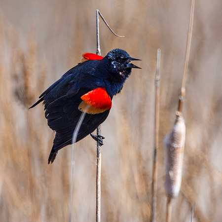Red winged blackbird