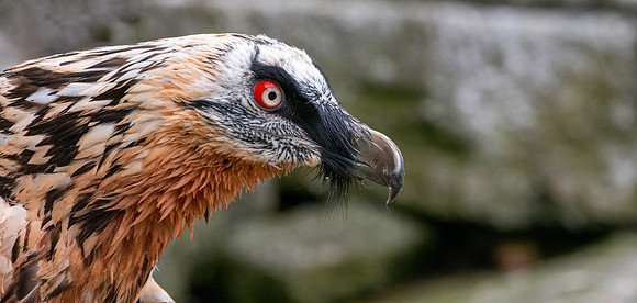 Bearded vulture / Lammergeier