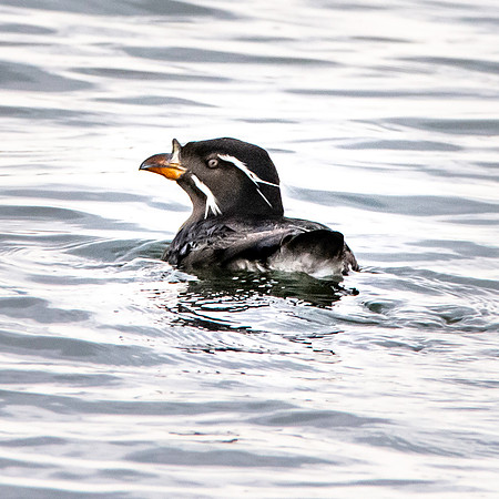 Rhinoceros auklet