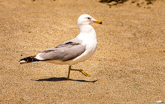Ring billed gull