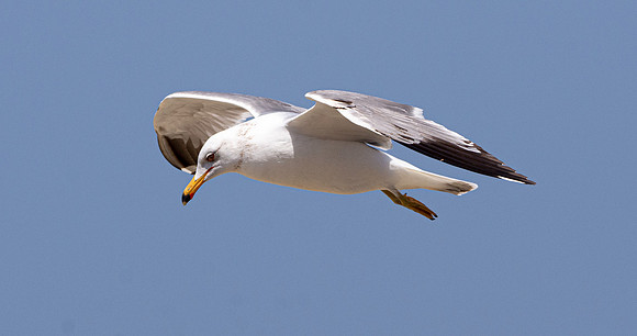 Ring billed gull