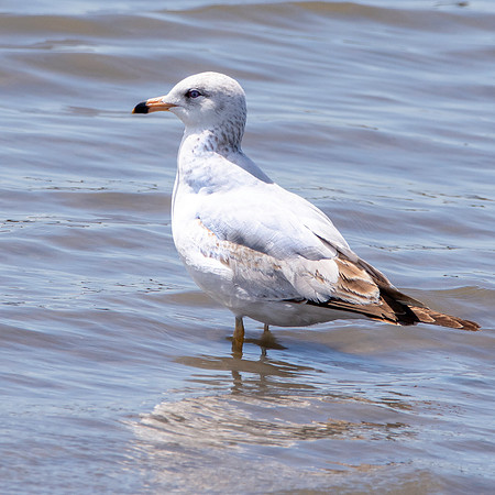Ring billed gull