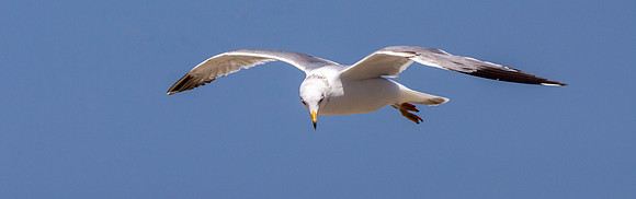Ring billed gull