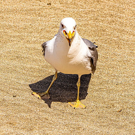 Ring billed gull