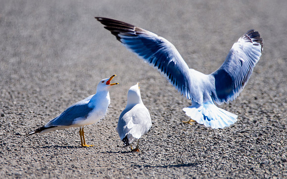 Ring billed gull