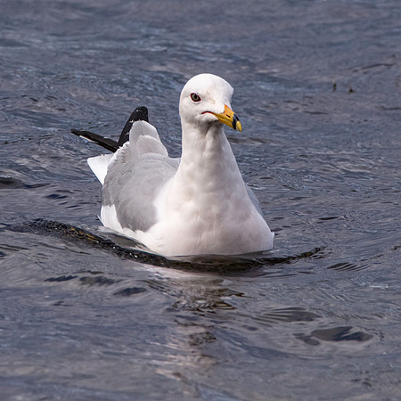 Ring billed gull