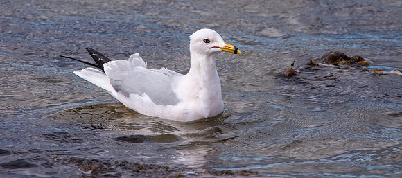 Ring billed gull