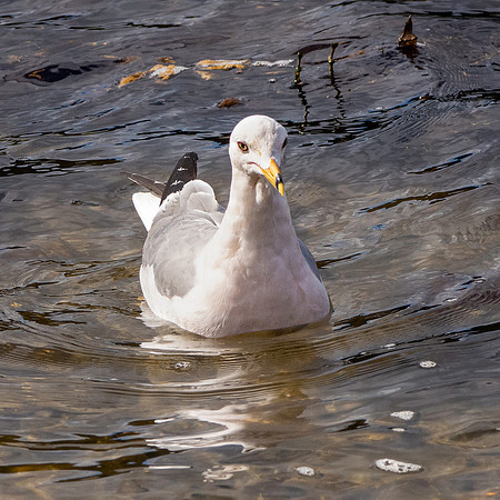 Ring billed gull