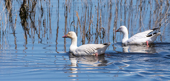 Ross's snow goose