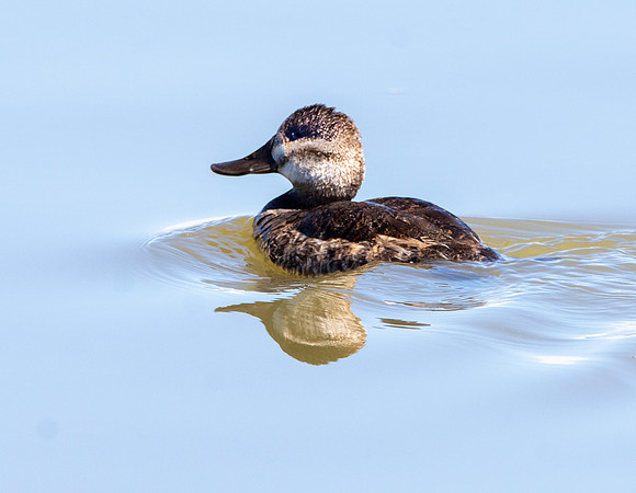 Ruddy duck, female