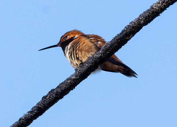 Rufous hummingbird