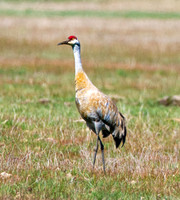 Sandhill crane