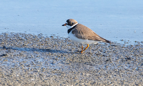 Semipalmated plover