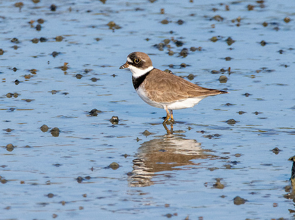 Semipalmated plover