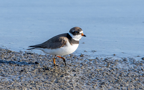 Semipalmated plover